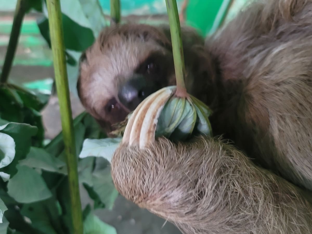 A sloth up close at a Roatán wildlife stop on a private shore excursion