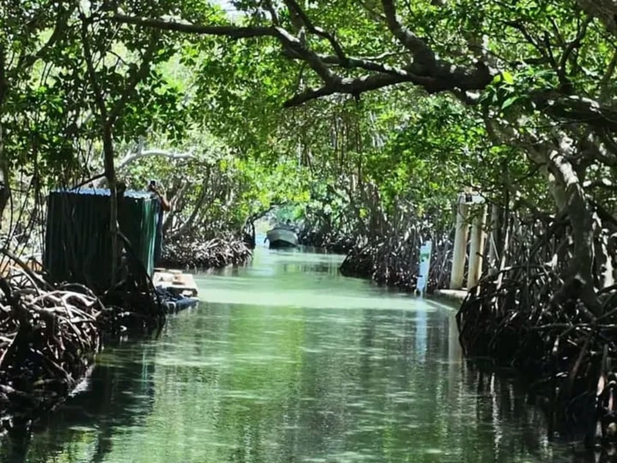 The mangrove tunnels at Oak Ridge on Roatán's east end