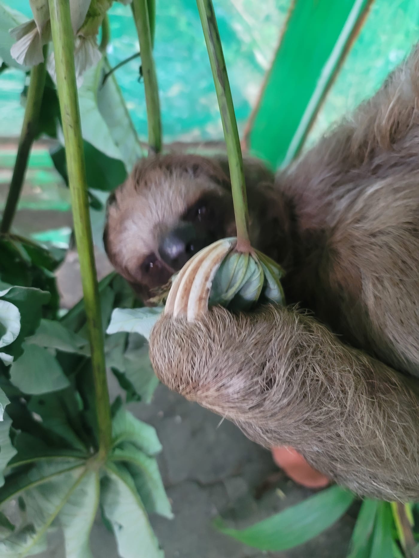 A sloth up close at Daniel Johnson's Monkey & Sloth Hangout, Roatán
