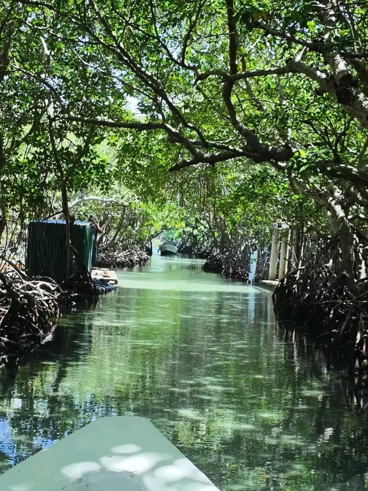 A water taxi in the mangrove tunnels, Roatán