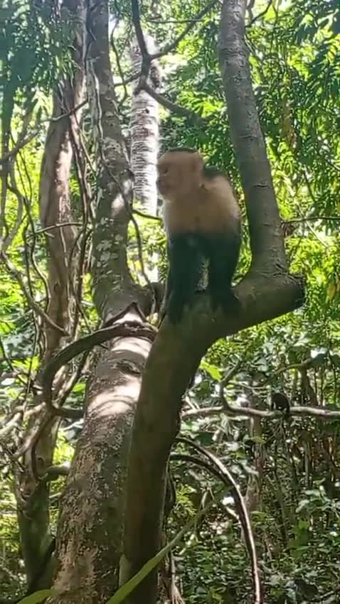 A white-faced capuchin monkey on a branch at Gumbalimba Park, Roatán