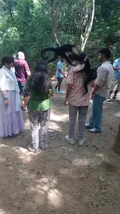 A white-faced capuchin monkey leaping onto a guest's shoulders at Gumbalimba Park, Roatán