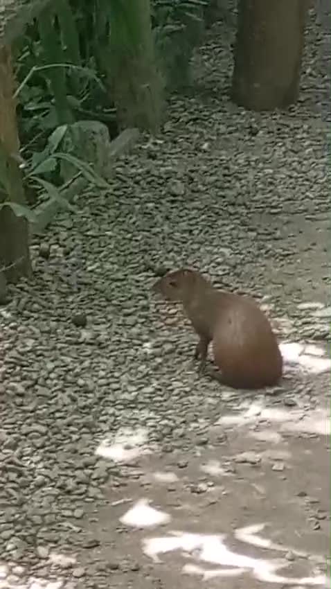 A Roatán agouti, found only on this island, on a path at Gumbalimba Park