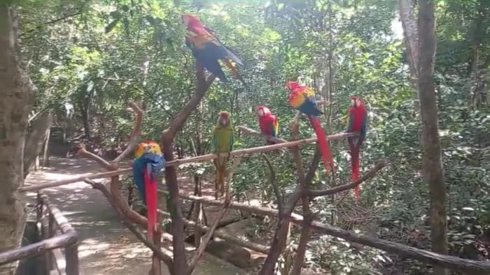Scarlet macaws and parrots perched along the path at Gumbalimba Park, Roatán