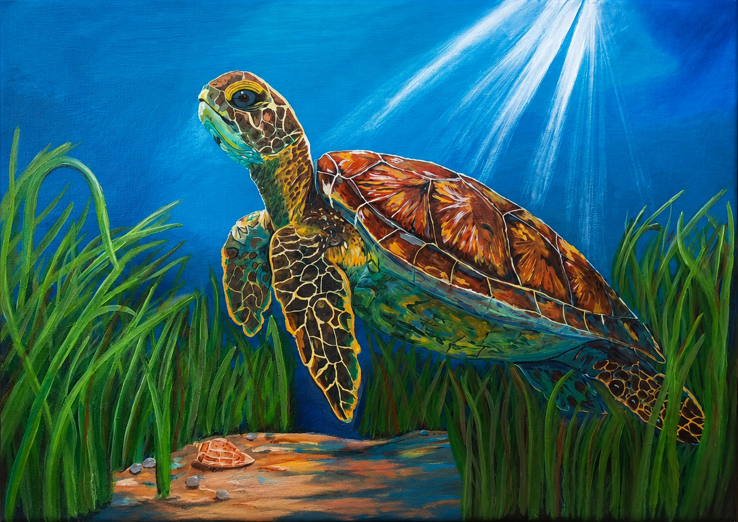 Coastal Turtle