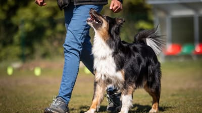 Podstawy pracy z psem - indywidualnie