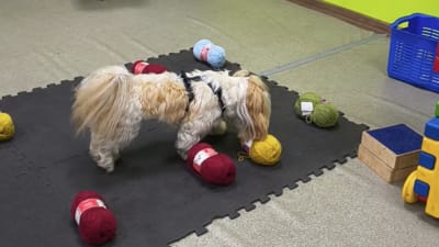 Nosework indywidualnie