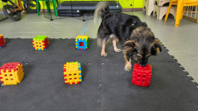 Nosework Trening Próbny