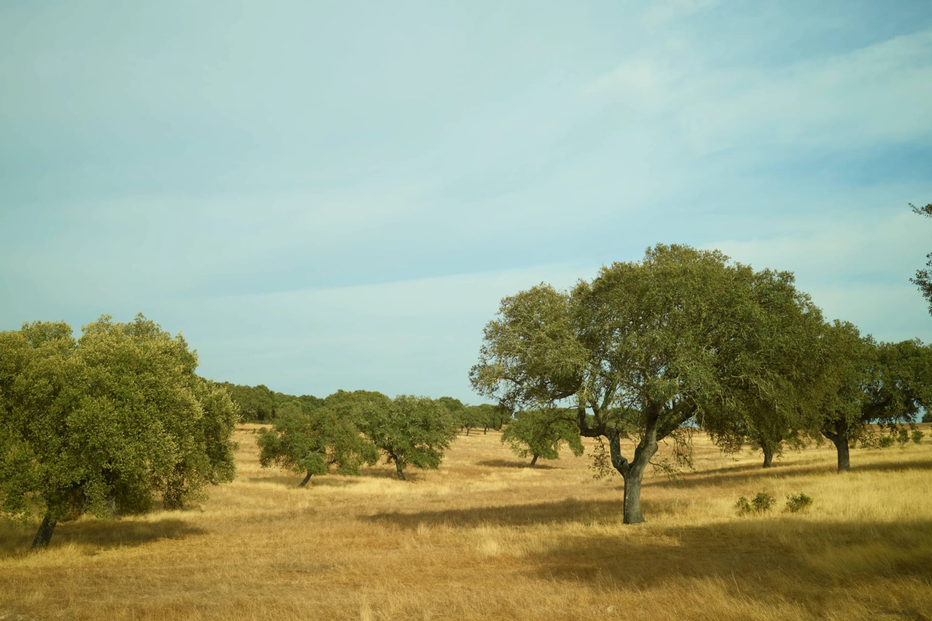Dehesa salmantina con encinas en el campo charro