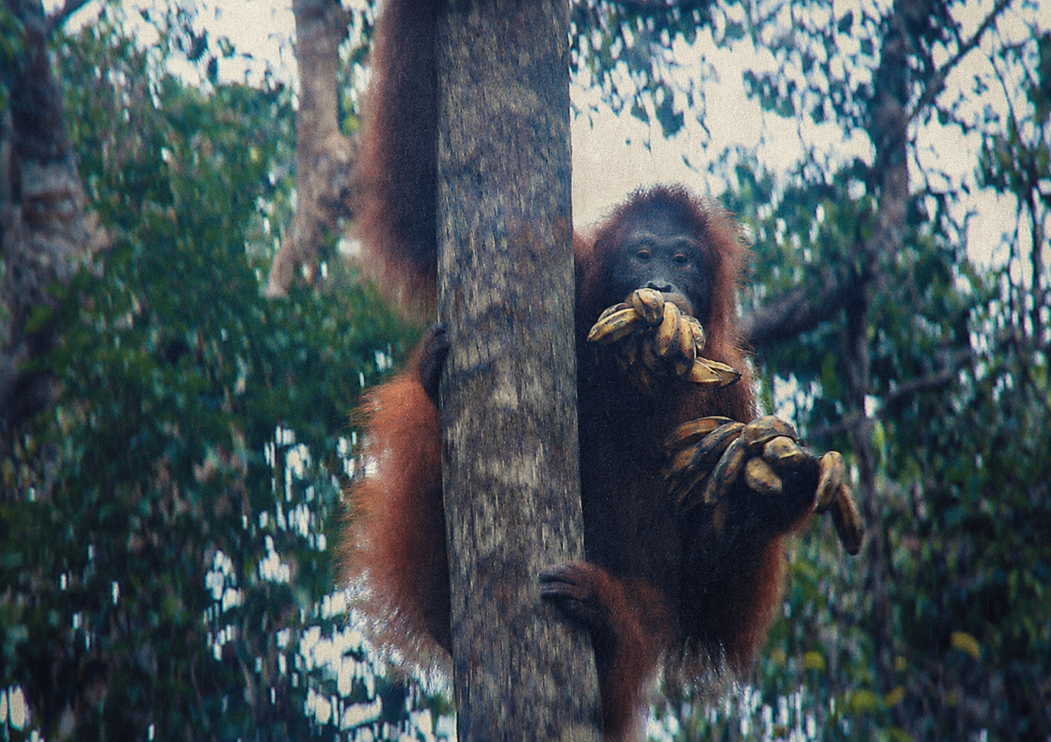 Rainforest river in Borneo