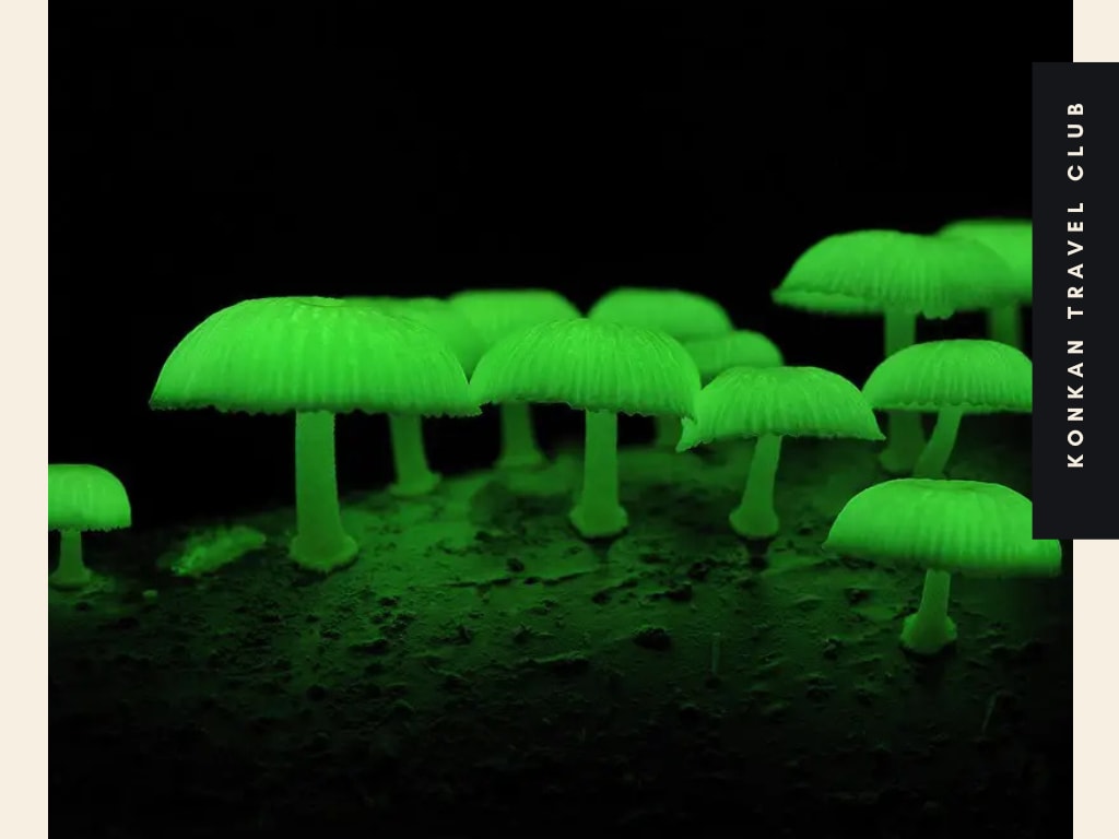 Bioluminescent Glowing Forest Trail [Goa & Dodamarg]