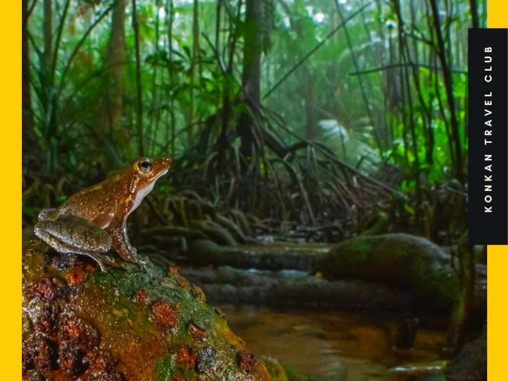 Ancient Myristica Swamp Trail [Dodamarg Sindhudurg]