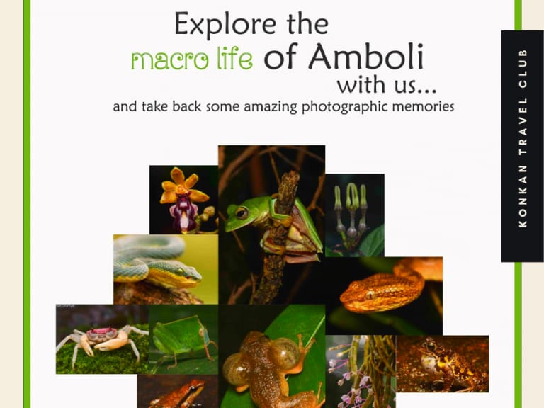 Herping Night Trail in Amboli & Surla | Night Wildlife Walk | Konkan Travel Club