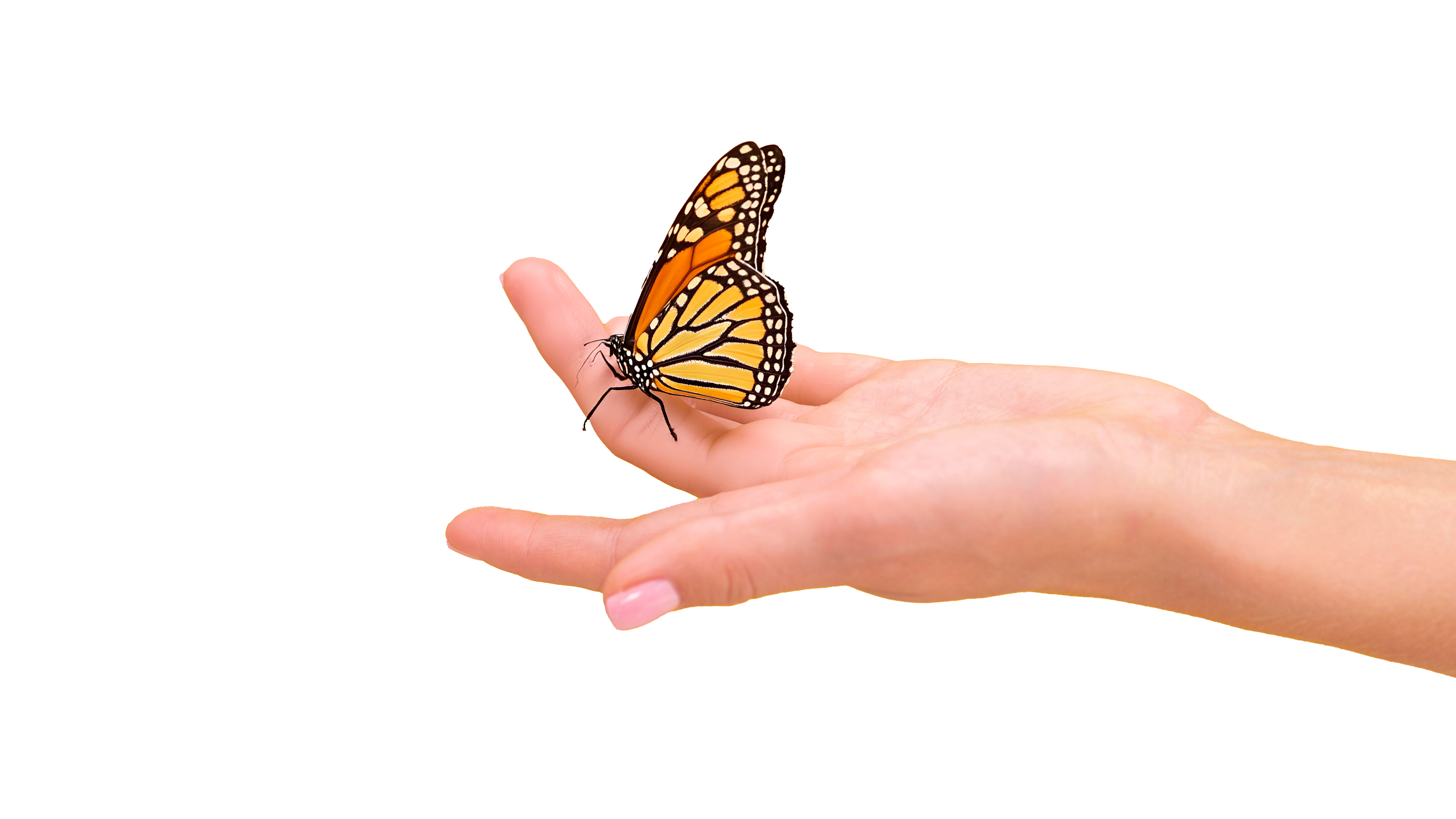 butterfly