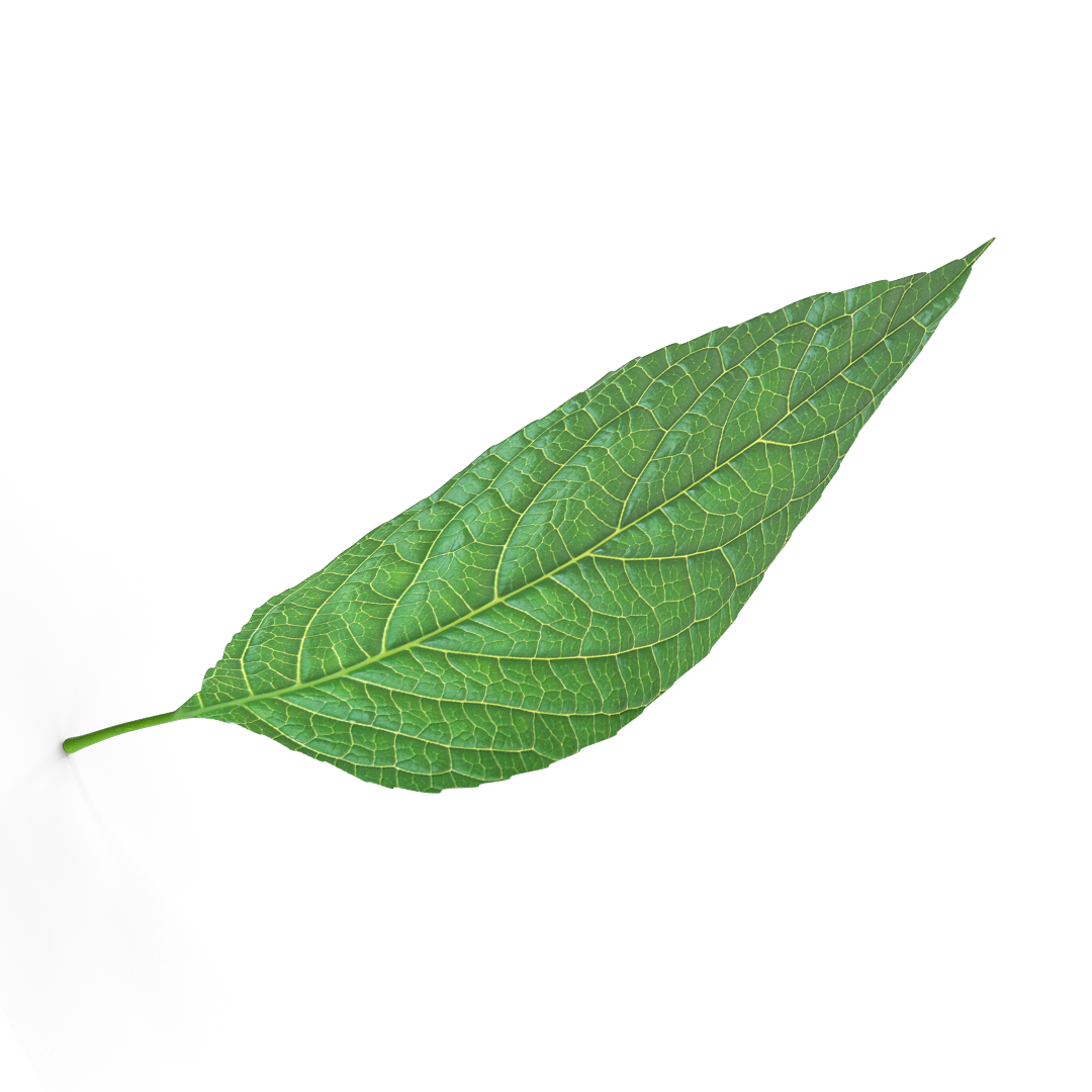 leave
