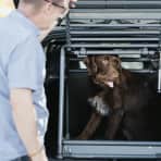Mann foran hund i bur i bil