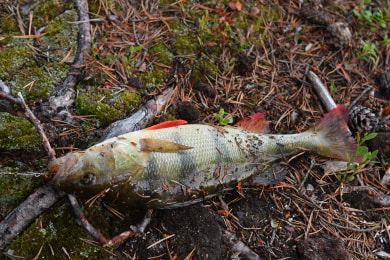 Belønningen blir en flott abbor.
