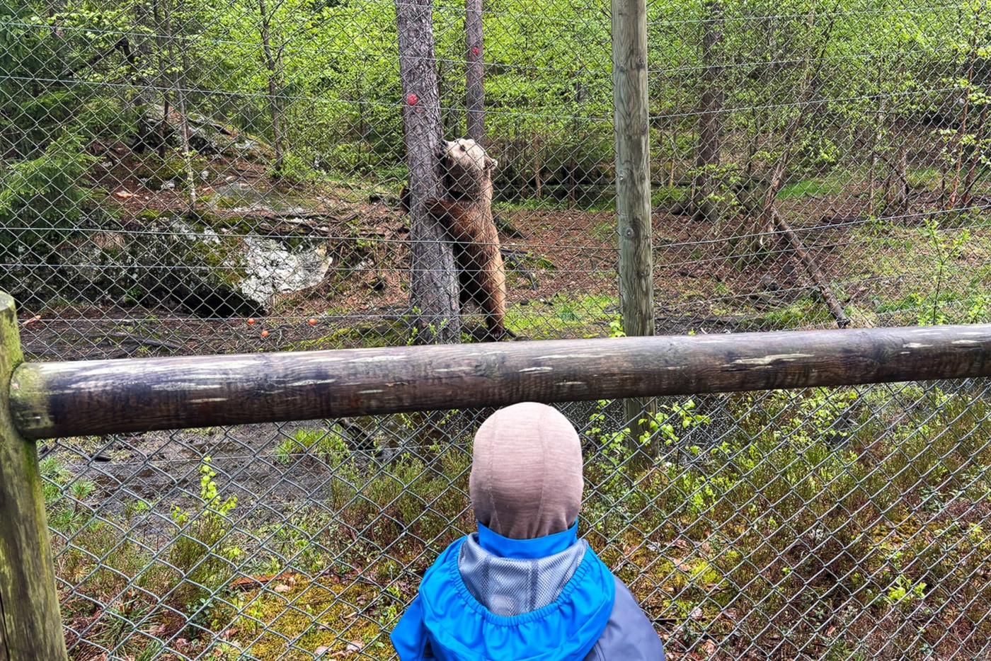 Gutt ser på bjørn i Bjørneparken på Flå.