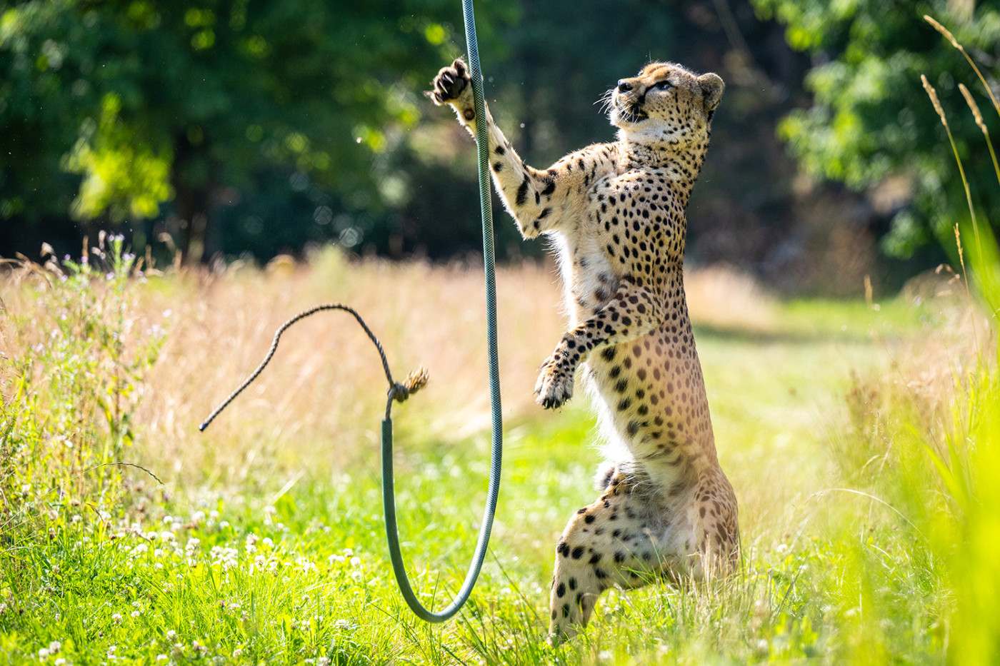 Gepard i Dyreparken