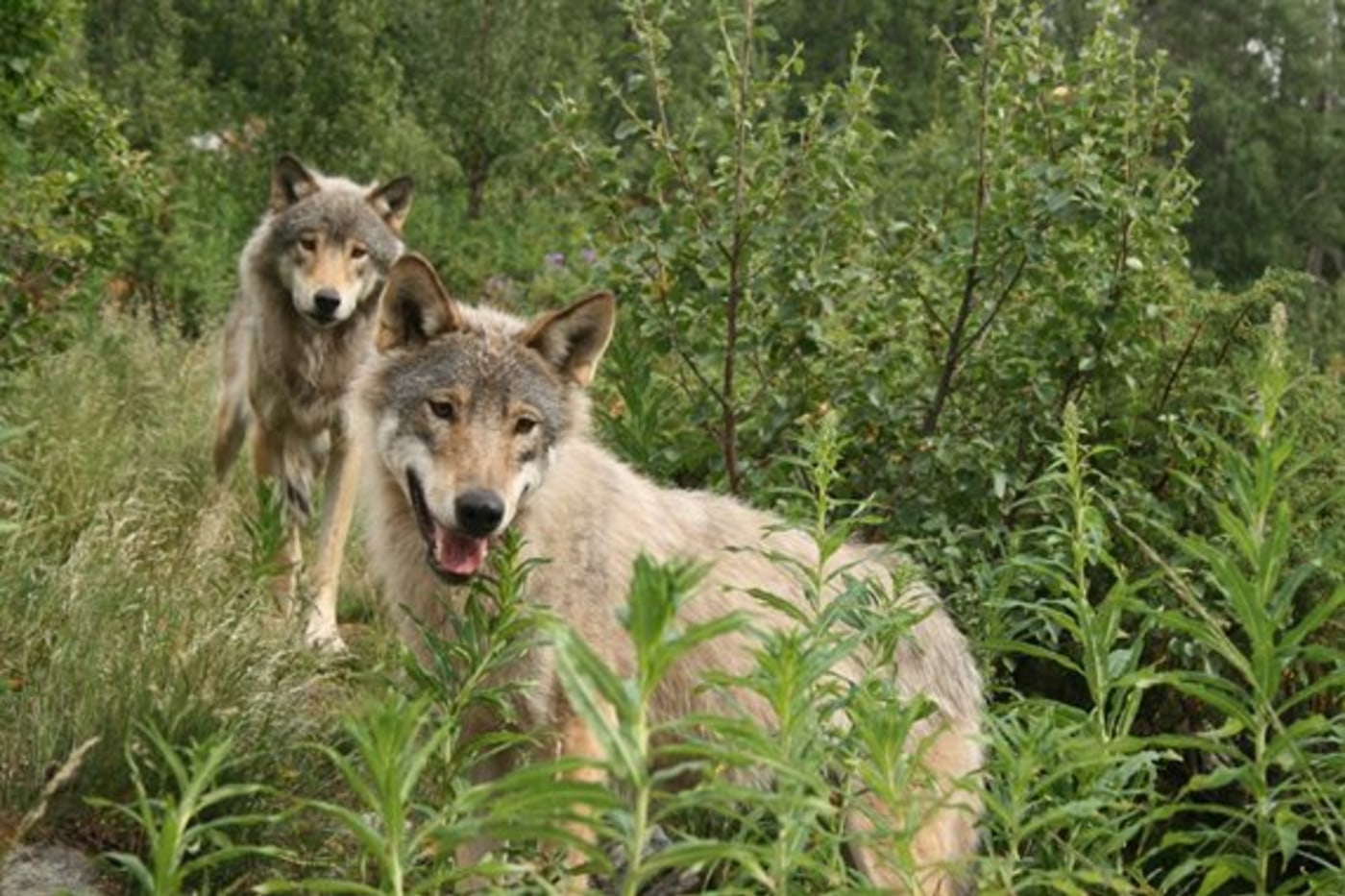 Ulver i Langedrag naturpark. 