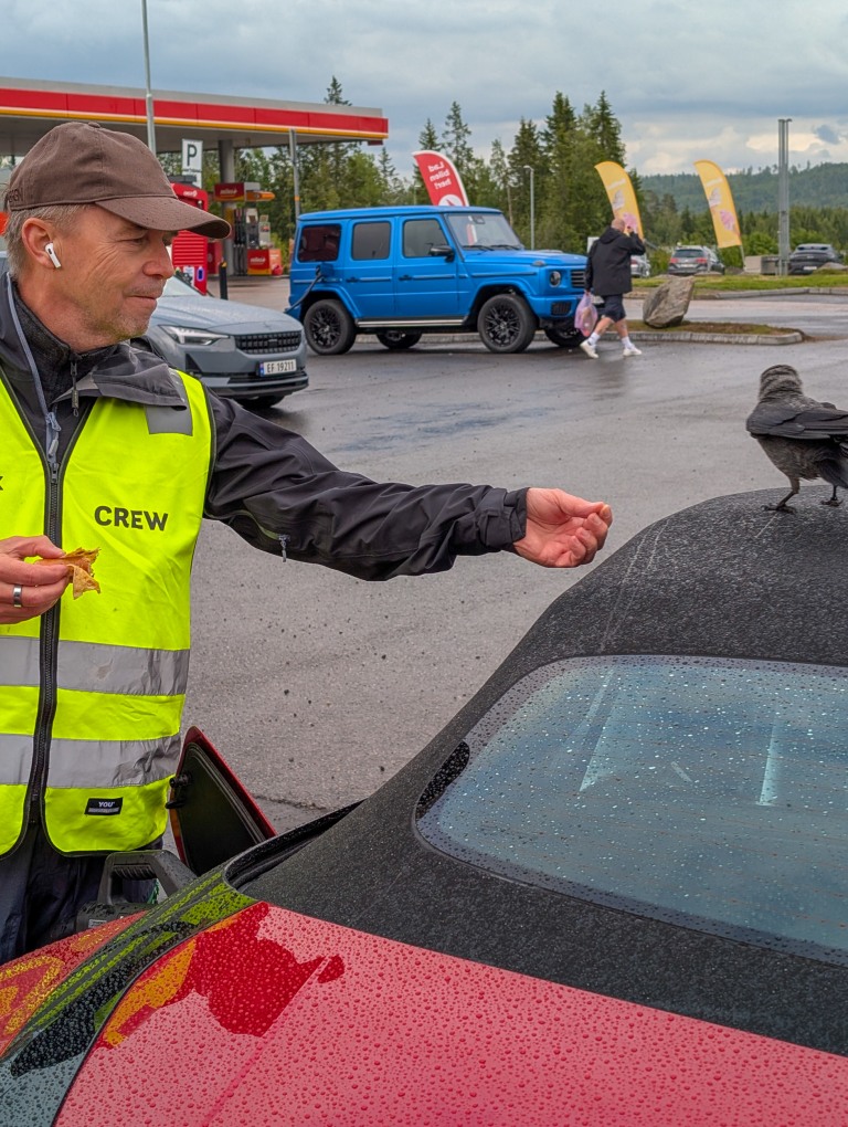 Mann i refleksvest tilbyr sort fugl smuler