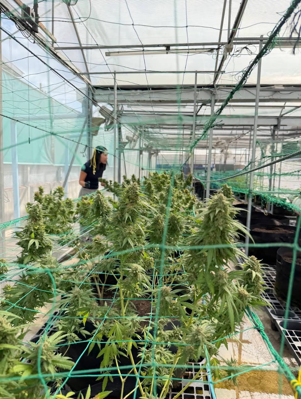 NGK Organic Farm