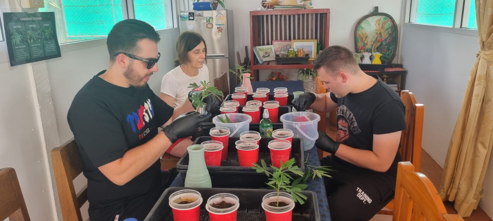 Cloning & Cuttings