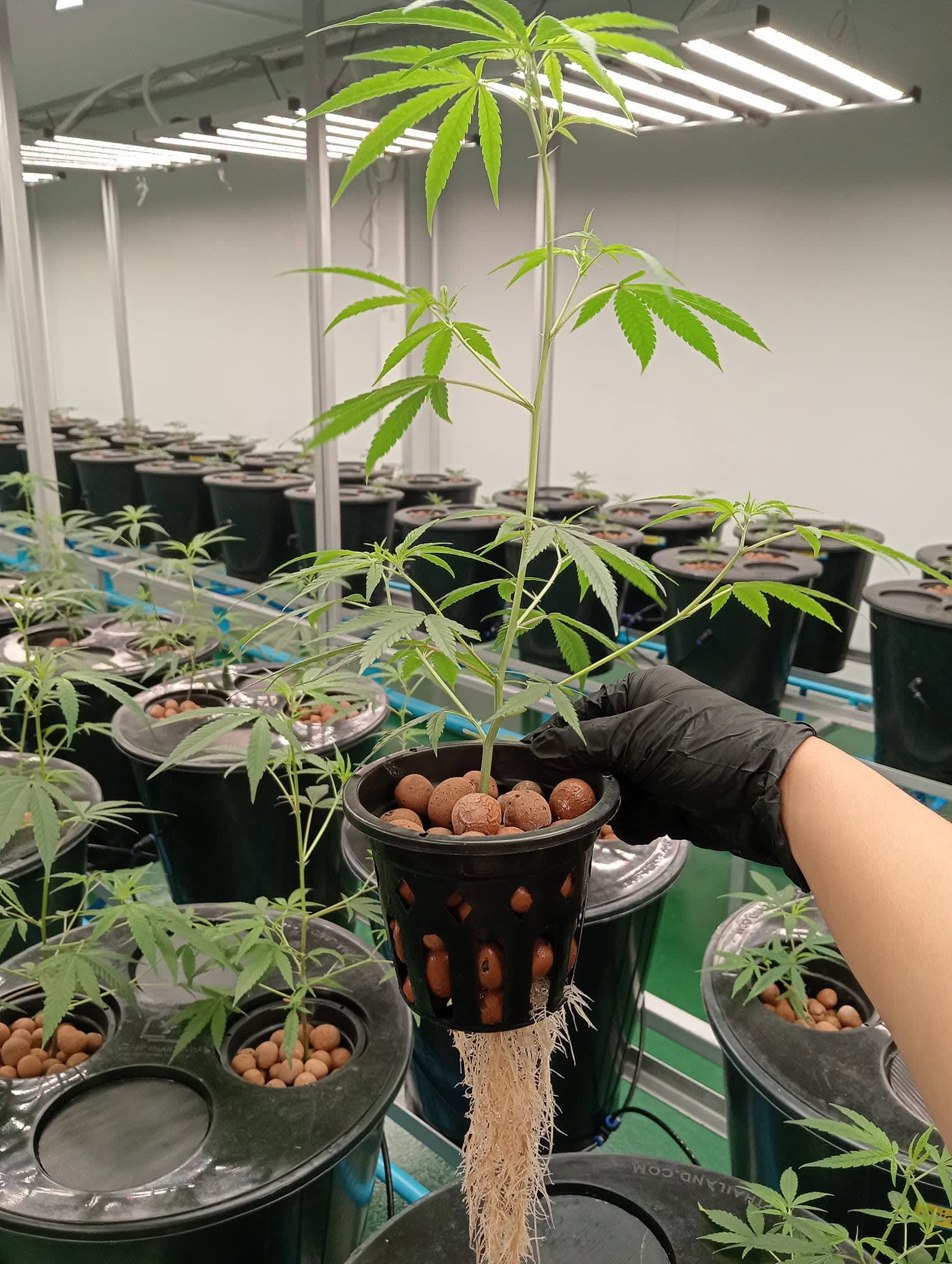RGT cannabis plants at every stage of the cultivation lifecycle