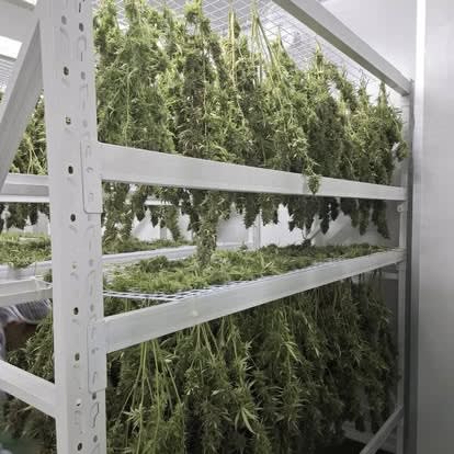 RGT Cannabis Farm precision drying and curing room
