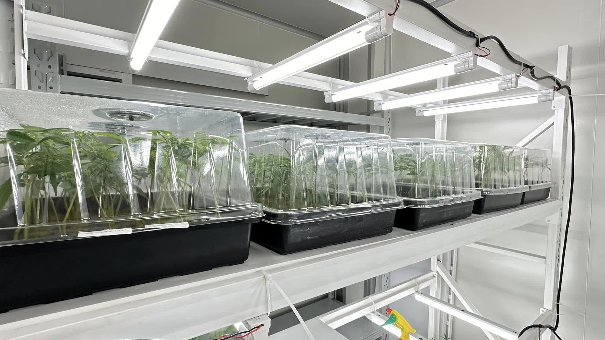 RGT healthy cannabis seedlings and propagation