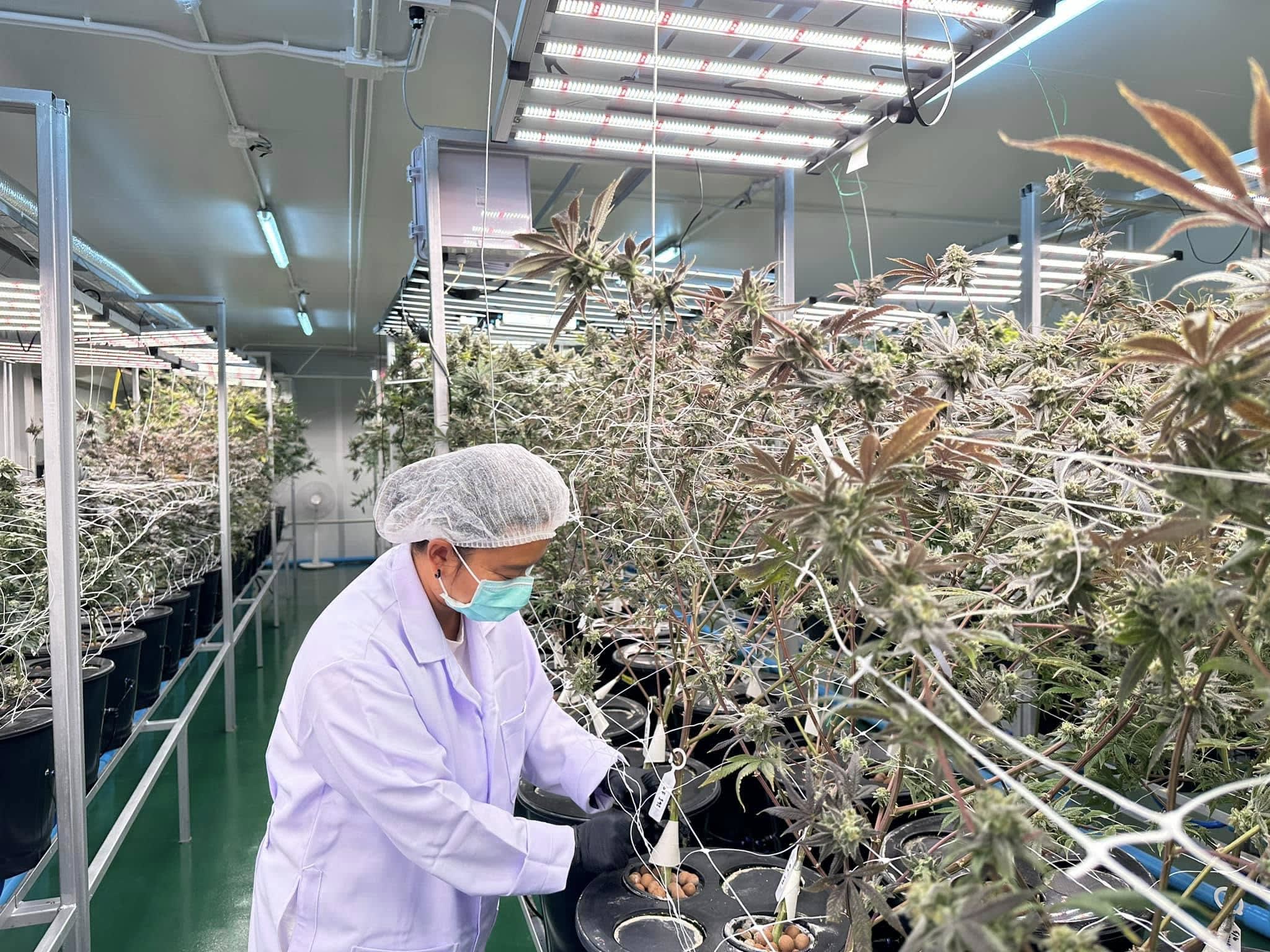 RGT Cannabis Farm aeroponic cultivation system