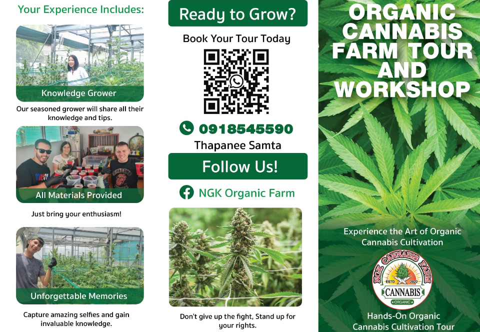 NGK Organic Farm greenhouse interior with cannabis plants