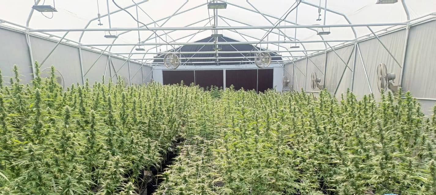 RGT Cannabis Farm climate controlled greenhouse