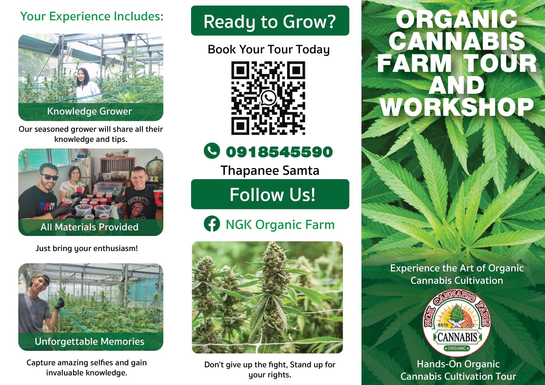 NGK Organic Farm greenhouse interior with cannabis plants
