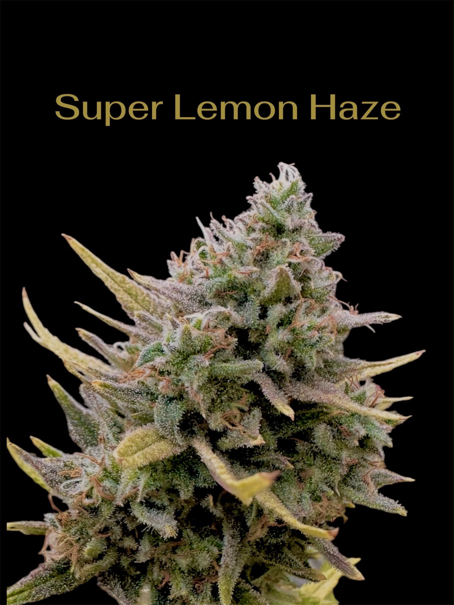 RGT premium cannabis flower with rich terpenes