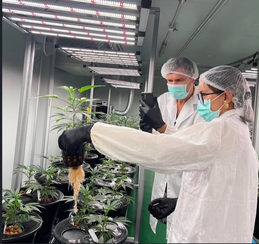 RGT Cannabis Farm indoor aeroponic cultivation room