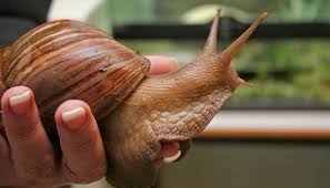 Snail Farming Business Plan In Nigeria