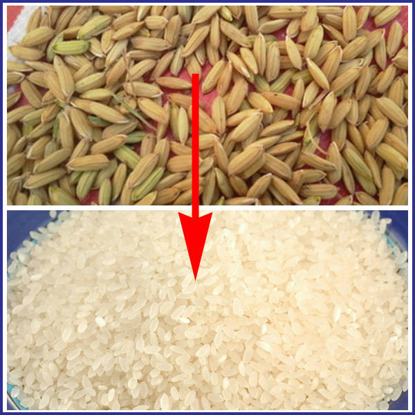 How to start a rice business in Nigeria