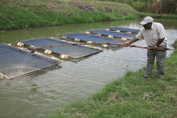 how to write business plan on fish farming in nigeria