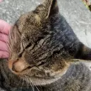 ねこさん