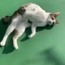 ゆき