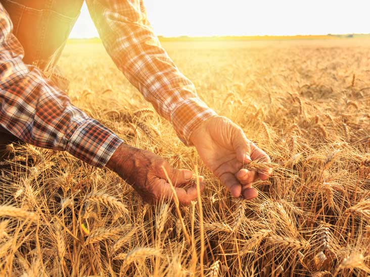 Wheat in a farm