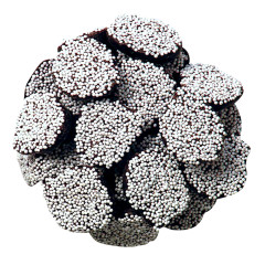 ASHER'S DARK CHOCOLATE NONPAREILS WITH WHITE SEEDS