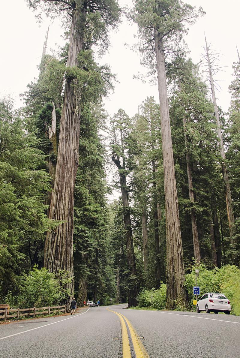 roadtrip_amerika_potovanja_redwoods_8
