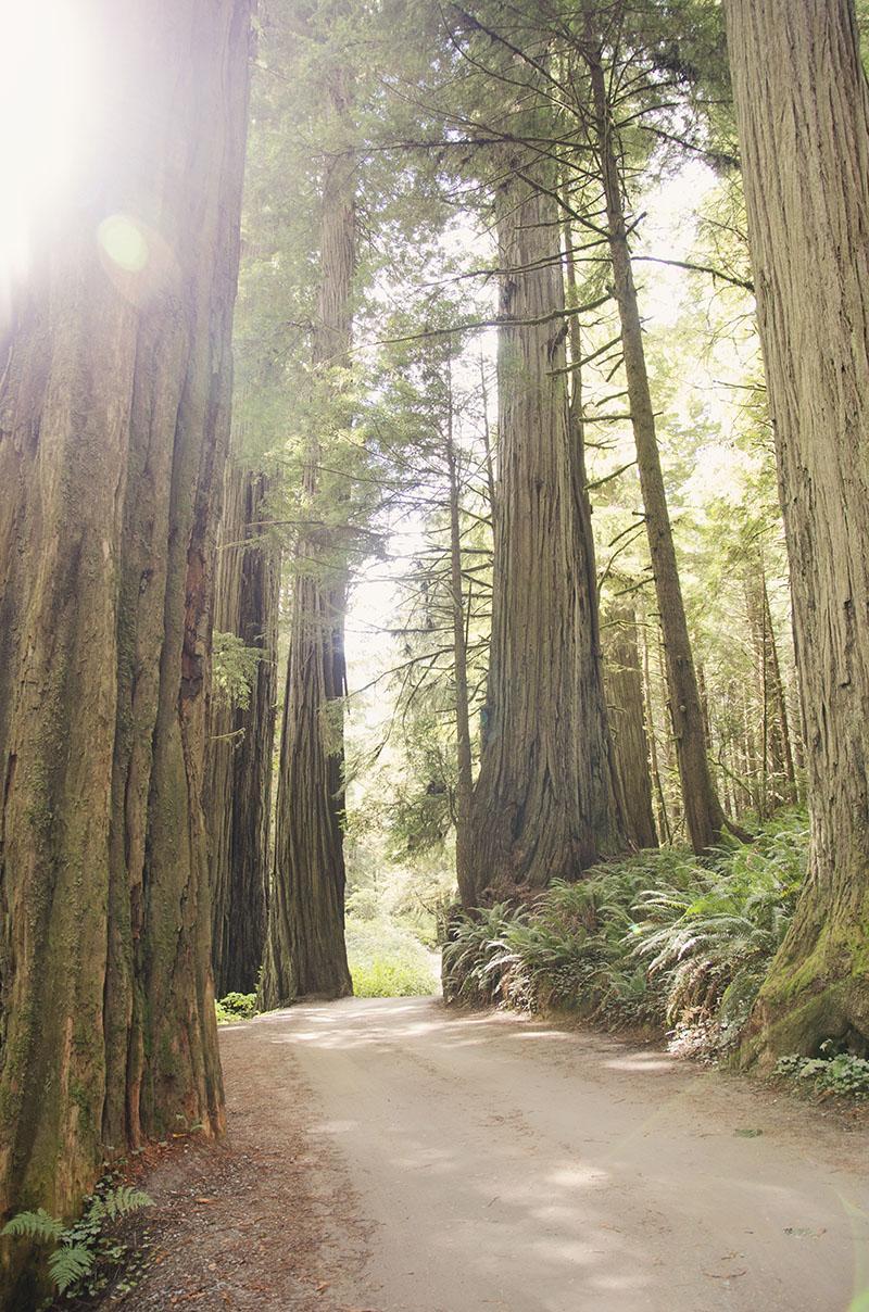 roadtrip_amerika_potovanja_redwoods_19