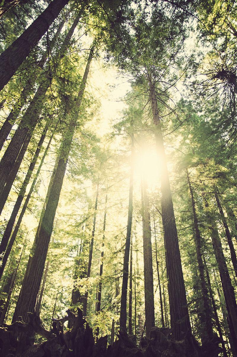 roadtrip_amerika_potovanja_redwoods