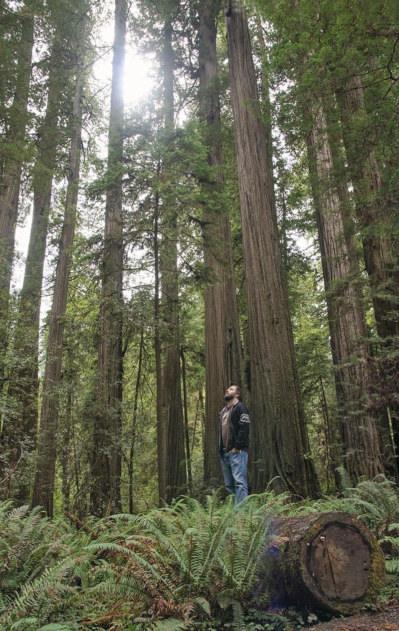 roadtrip_amerika_potovanja_redwoods_11