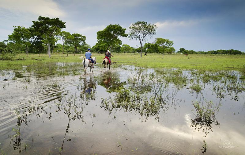 pantanal1 026