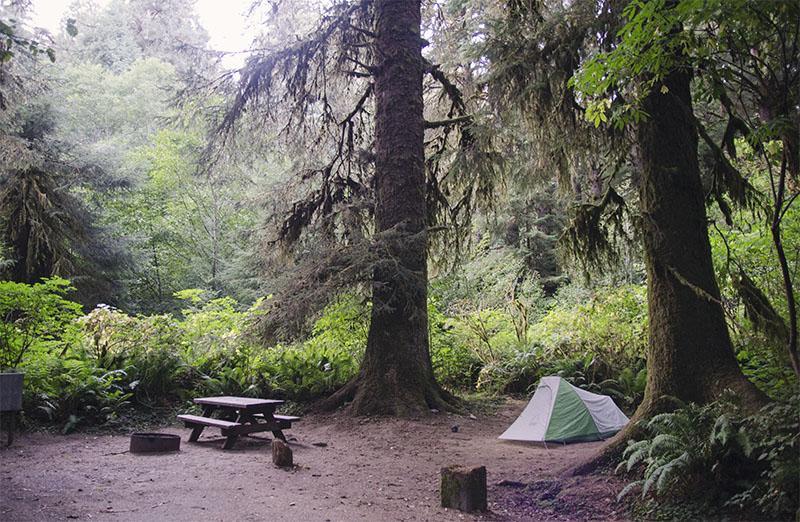 roadtrip_amerika_potovanja_redwoods_2