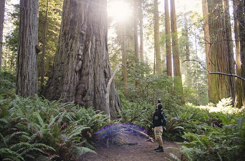 roadtrip_amerika_potovanja_redwoods_21